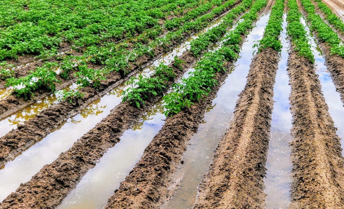 Soil nutrient loss due to heavy rainfall threatens agriculture 
