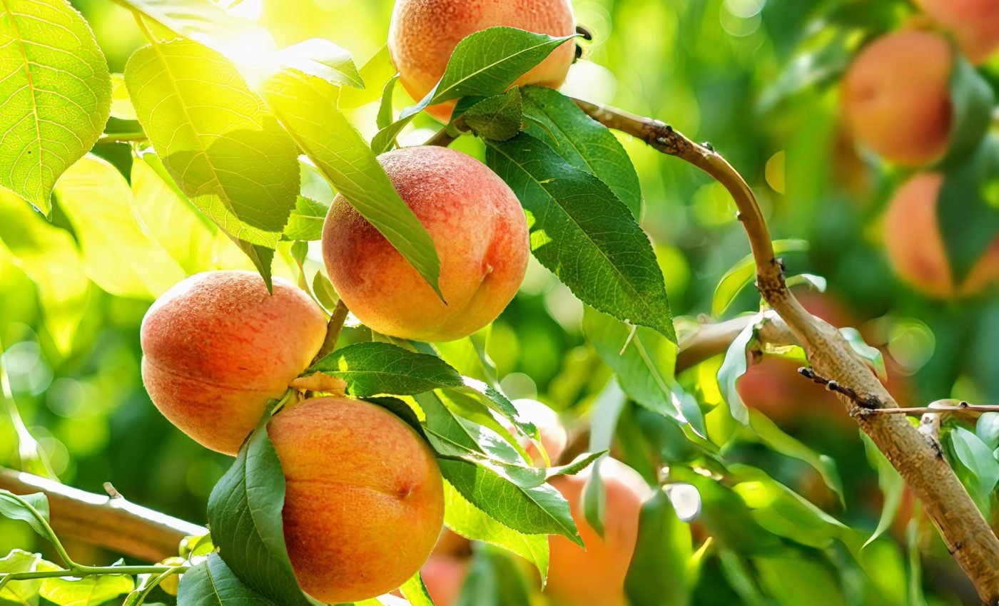 How peaches spread across North America and the world