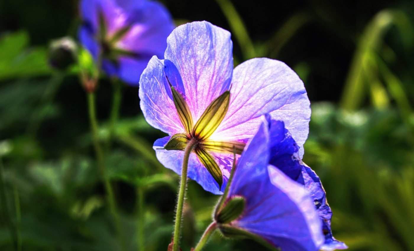 A new window into the early evolution of flowering plants