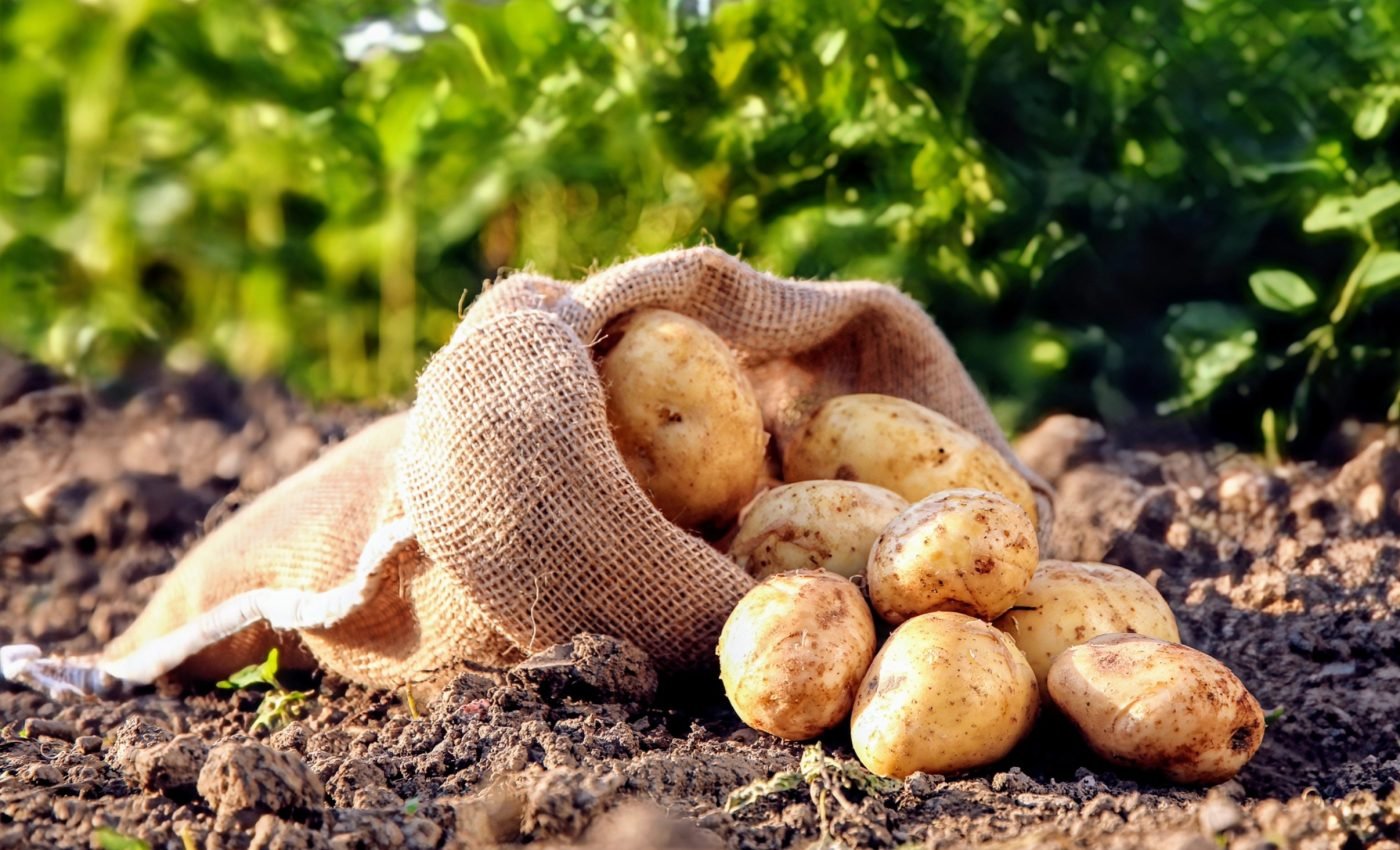 Crops of the future: Potatoes that thrive in heatwaves
