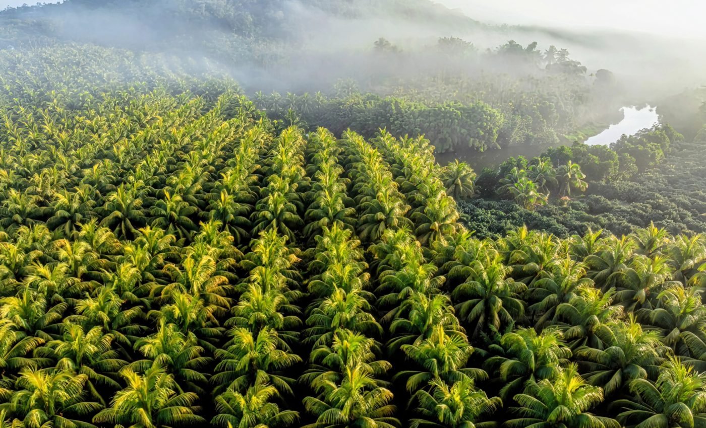 Coconut palms threaten Pacific island ecosystems