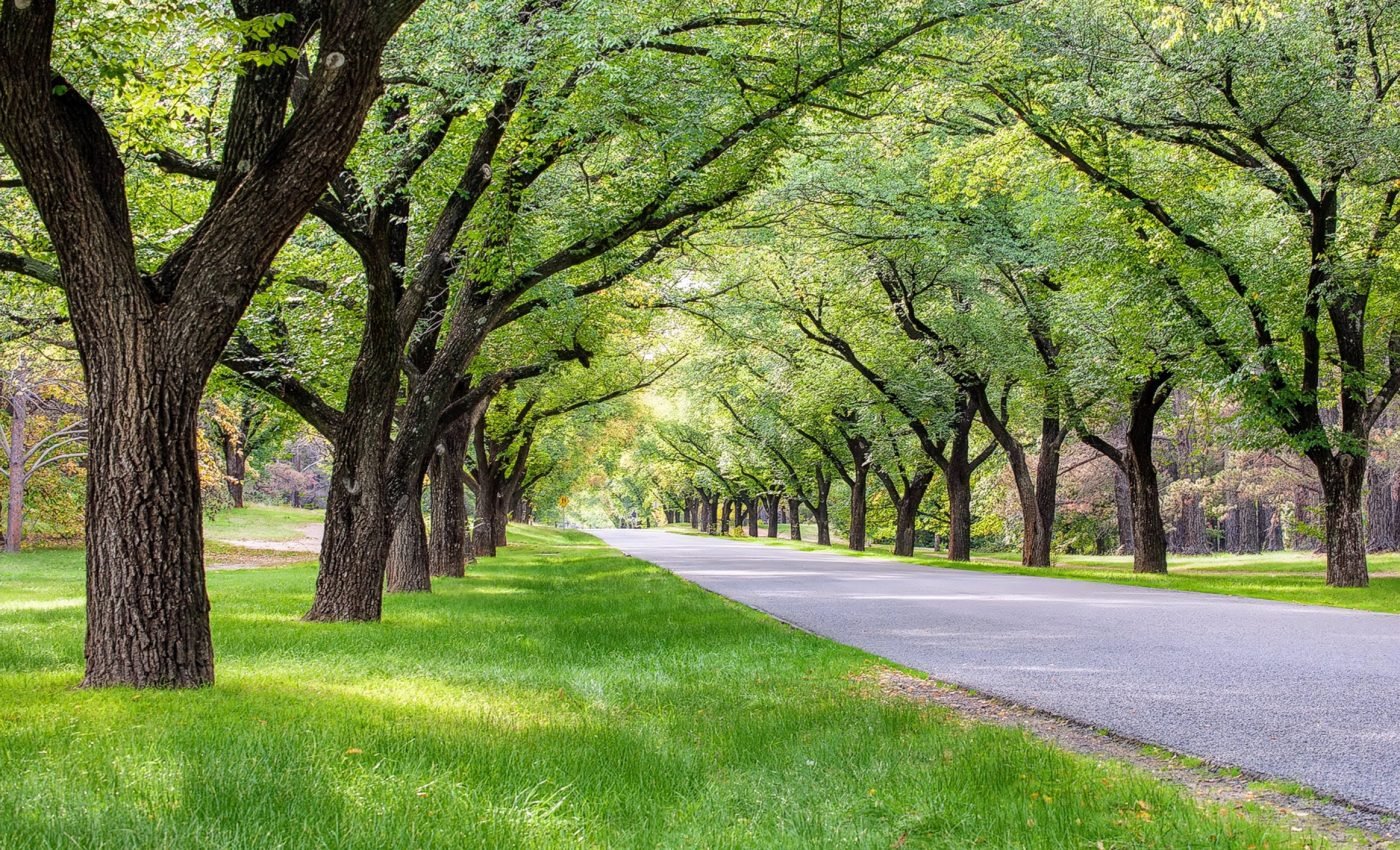 Planting trees in the wrong place can make cities hotter