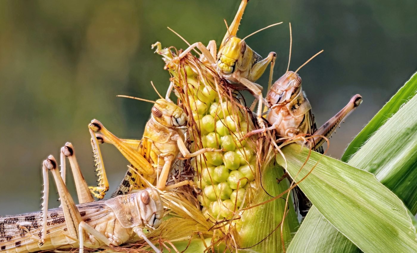 Locust swarms threaten food security for millions of people