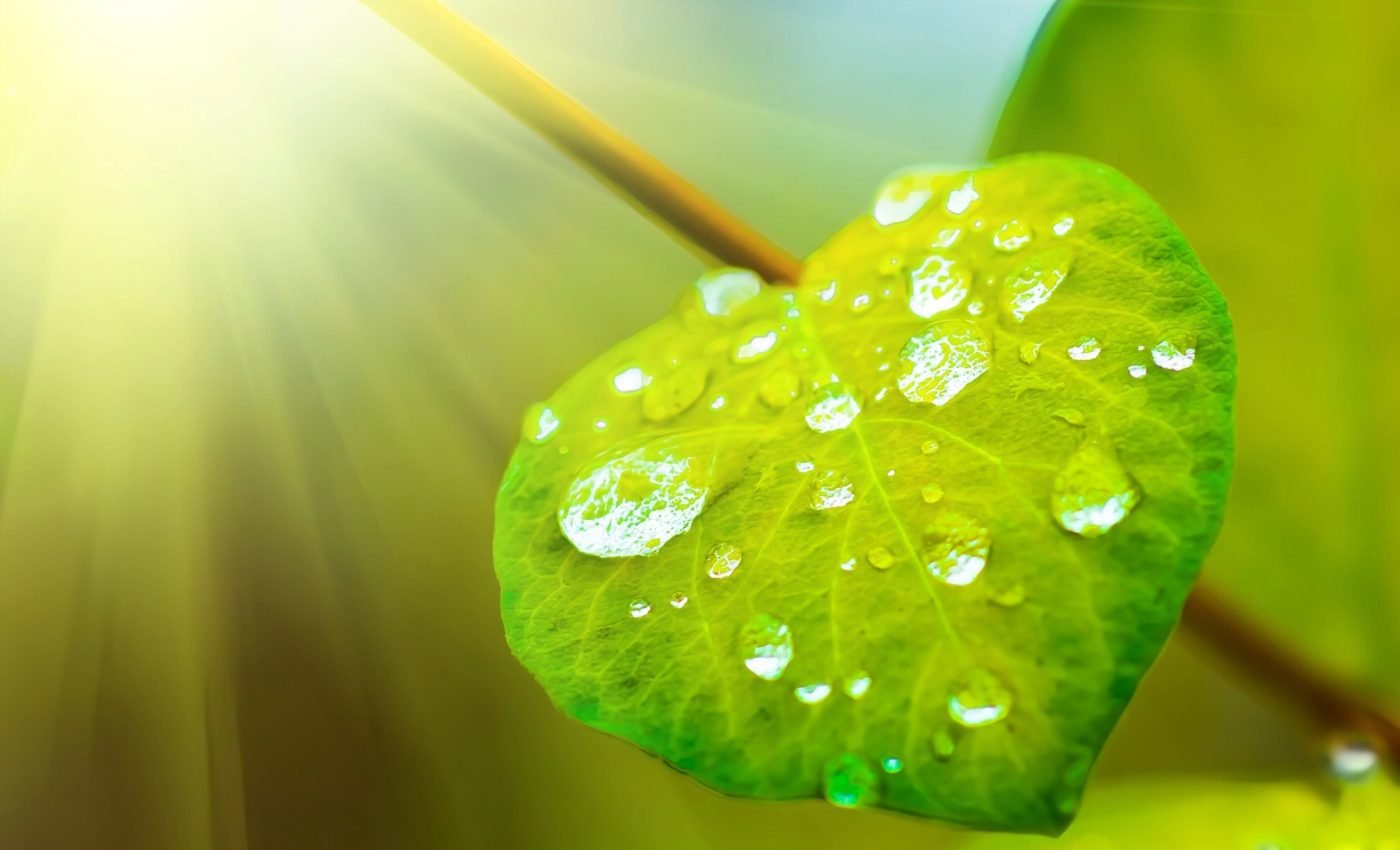 Nature-inspired energy: Lessons from leaves and raindrops