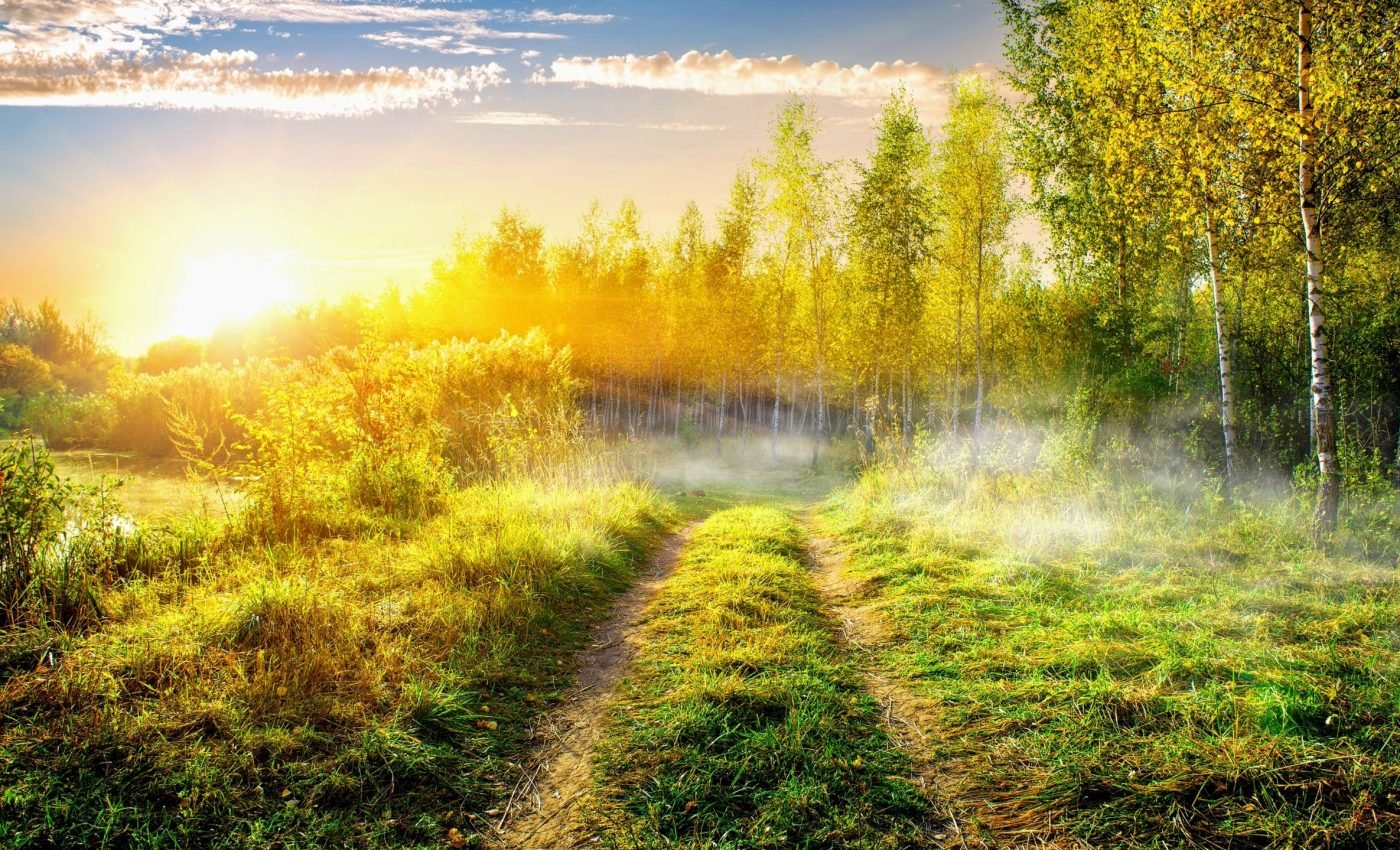 Climate warming alters plant germination and disrupts ecosystem balance