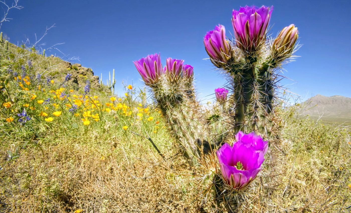 Plant diversity threatened by reduced rainfall and drought