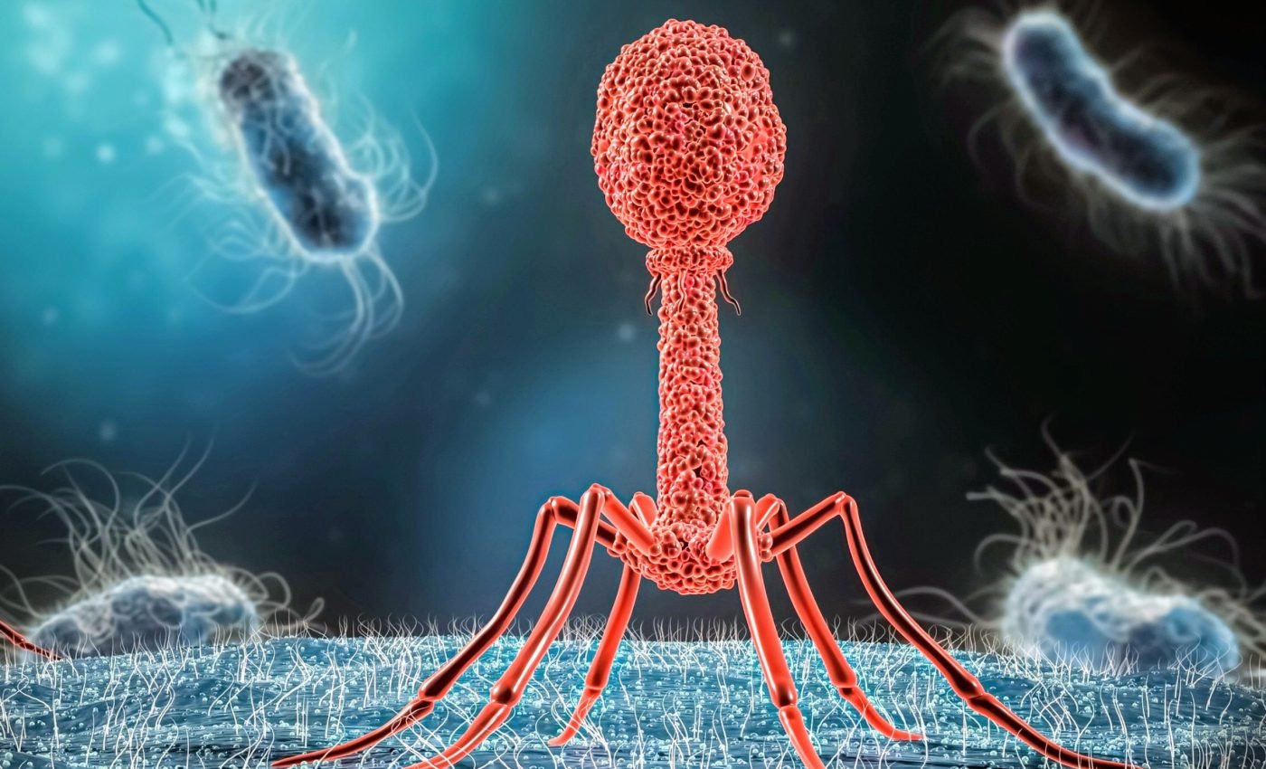 Viruses that love to kill bacteria could help fight deadly infections