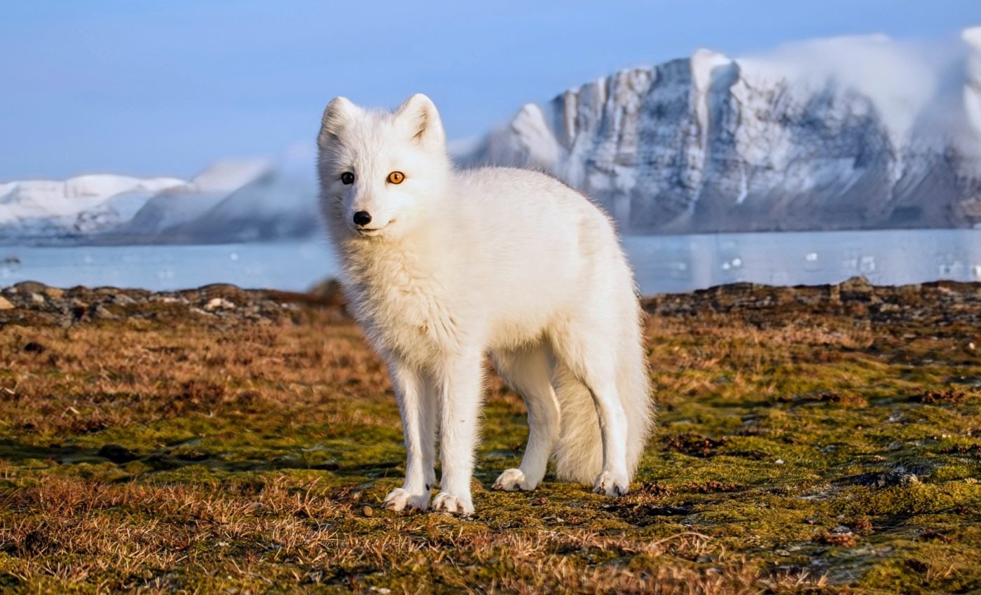 Drastic warming will transform the Arctic "beyond recognition"
