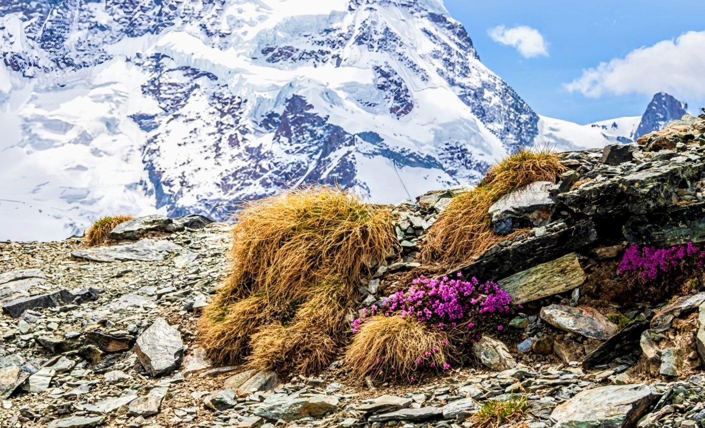Warming climates force plants to compete with each other