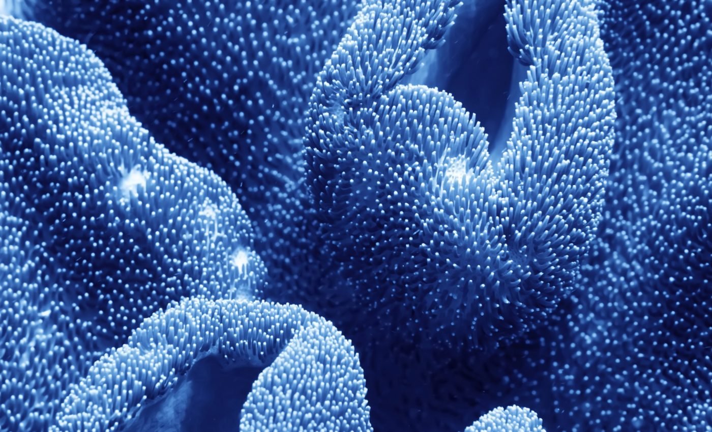 Breaks in ancient coral growth reveal Earth's climate past