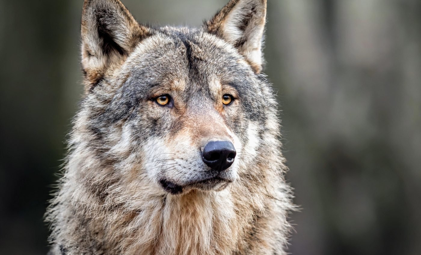 Reintroducing wolves could help Scotland fight climate change 
