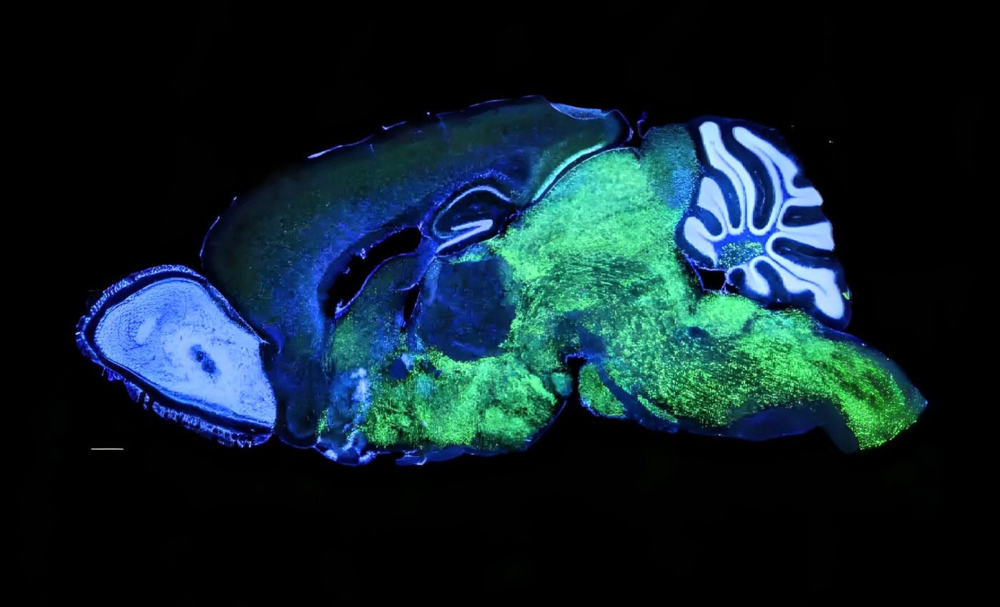 How did humans start talking? Scientists may have found the answer