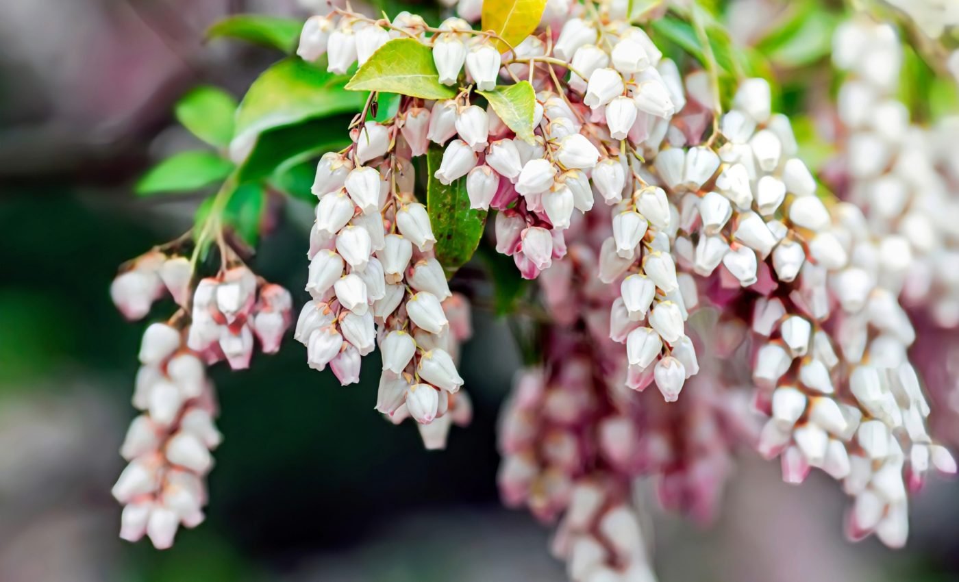 Urban growth threatens newly discovered manzanita species