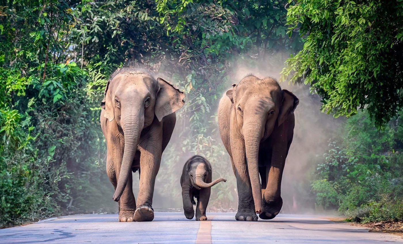 New era in wildlife conservation: How AI will help protect elephants