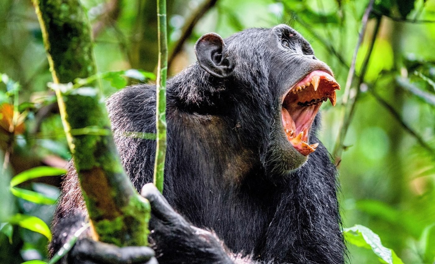 Sex has been used in conflict resolution for millions of years