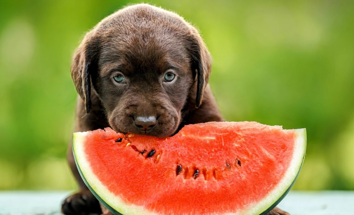 Humans and dogs share genes linked to obesity