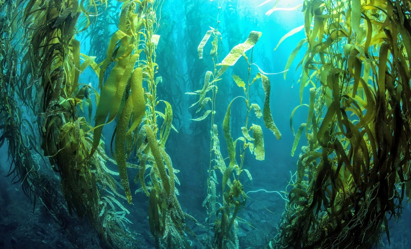 Arctic kelp is absorbing toxic metals from melting glaciers