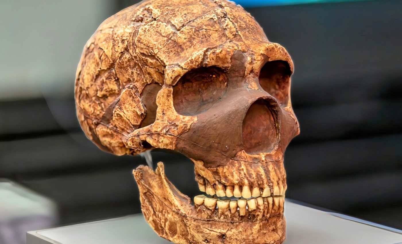 Neanderthal fossils reveal signs of a devastating population collapse