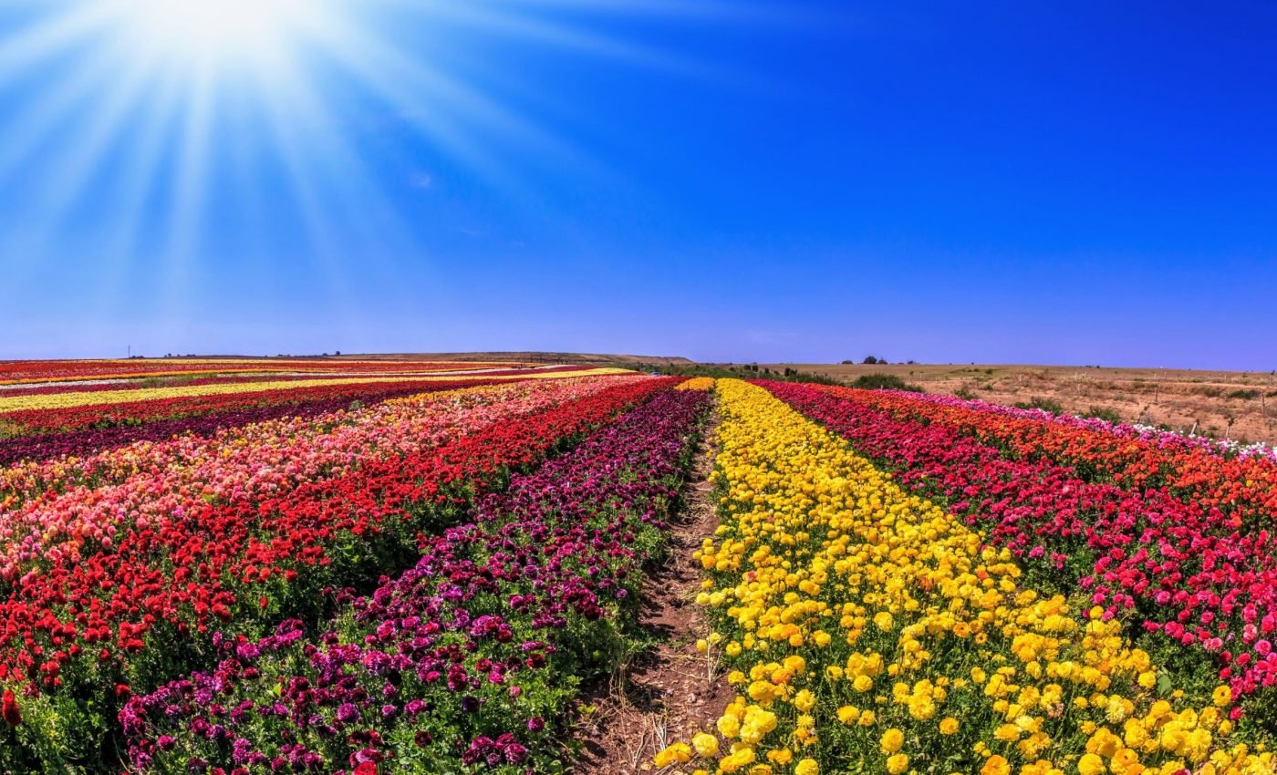 Bee-friendly gardening: Why flower diversity is so important