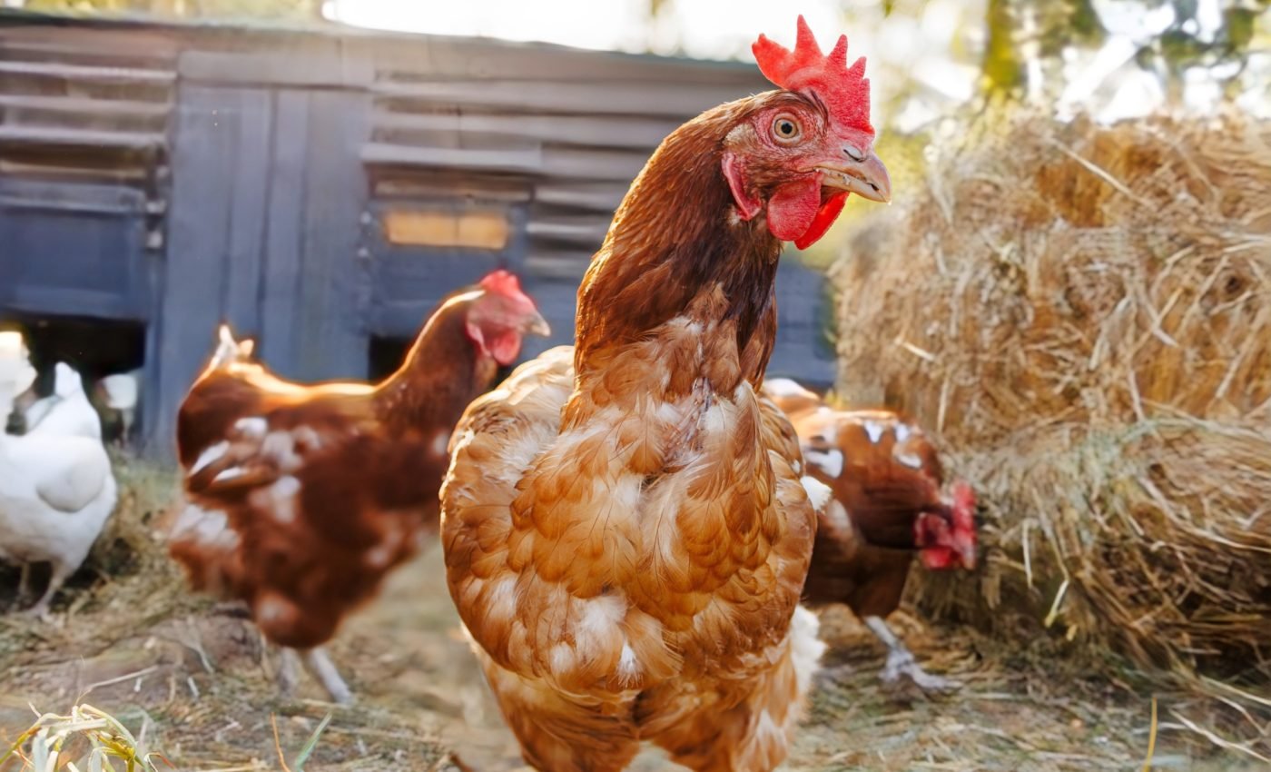 Adults may be more resistant to bird flu virus than children