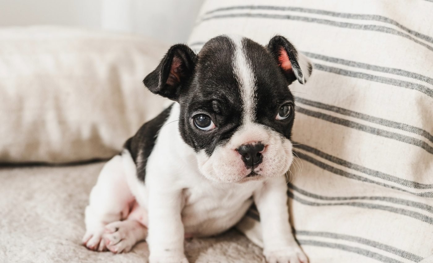 National Puppy Day 2025: Where happiness meets responsibility