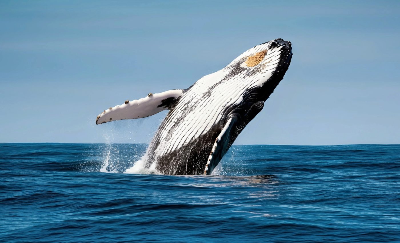 Whales in hot water: Will climate change disrupt their migration?