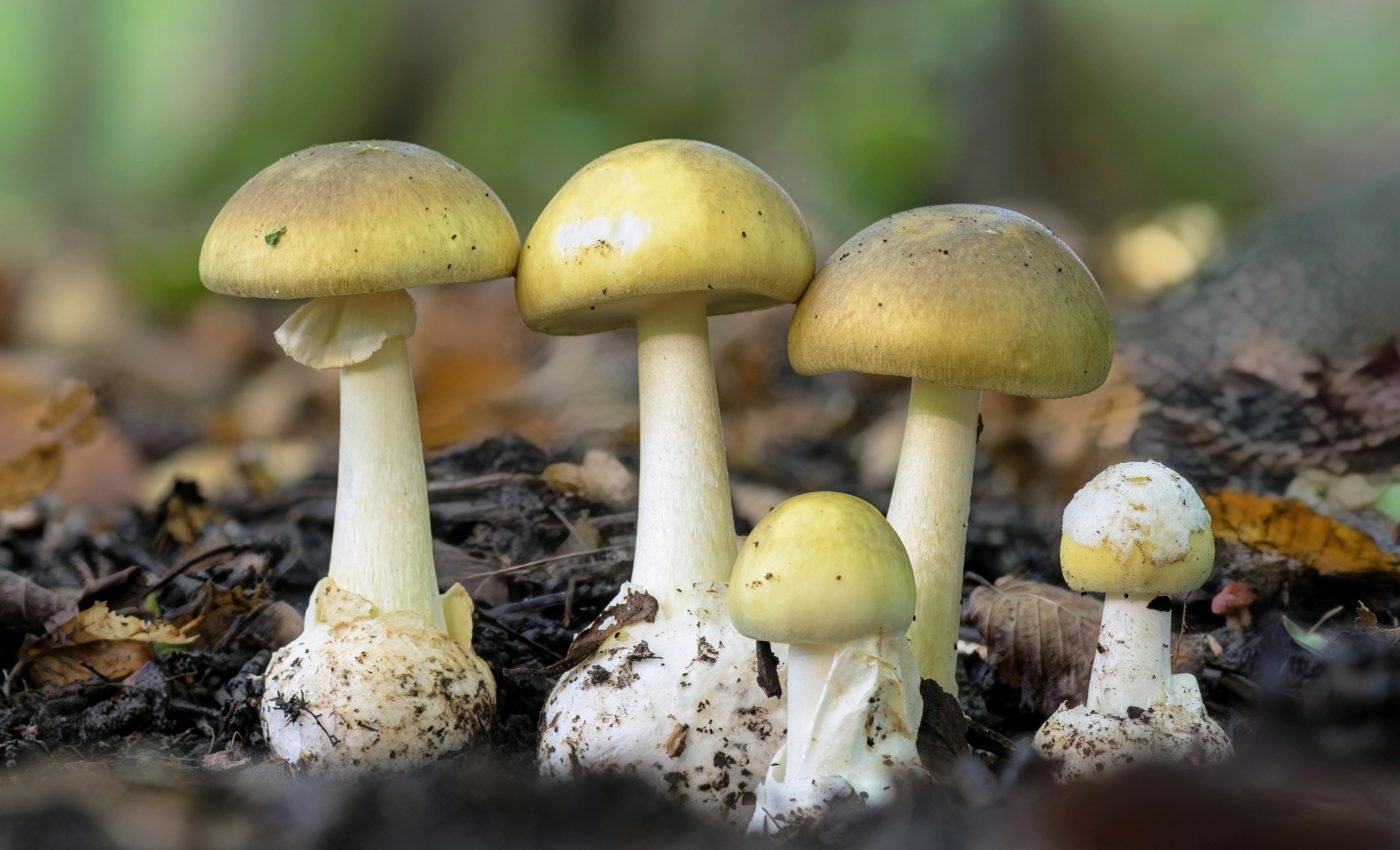 Venom beyond animals: The toxic arsenal of fungi, plants, and microbes