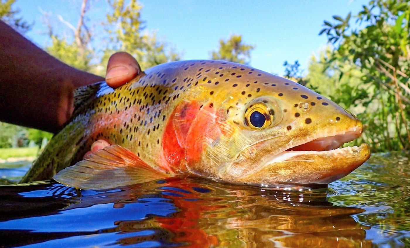 Native fish species are facing 'double trouble'