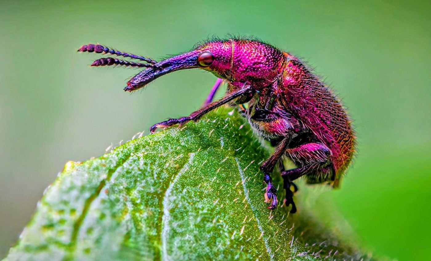 Very little is known about 99% of all insects on Earth
