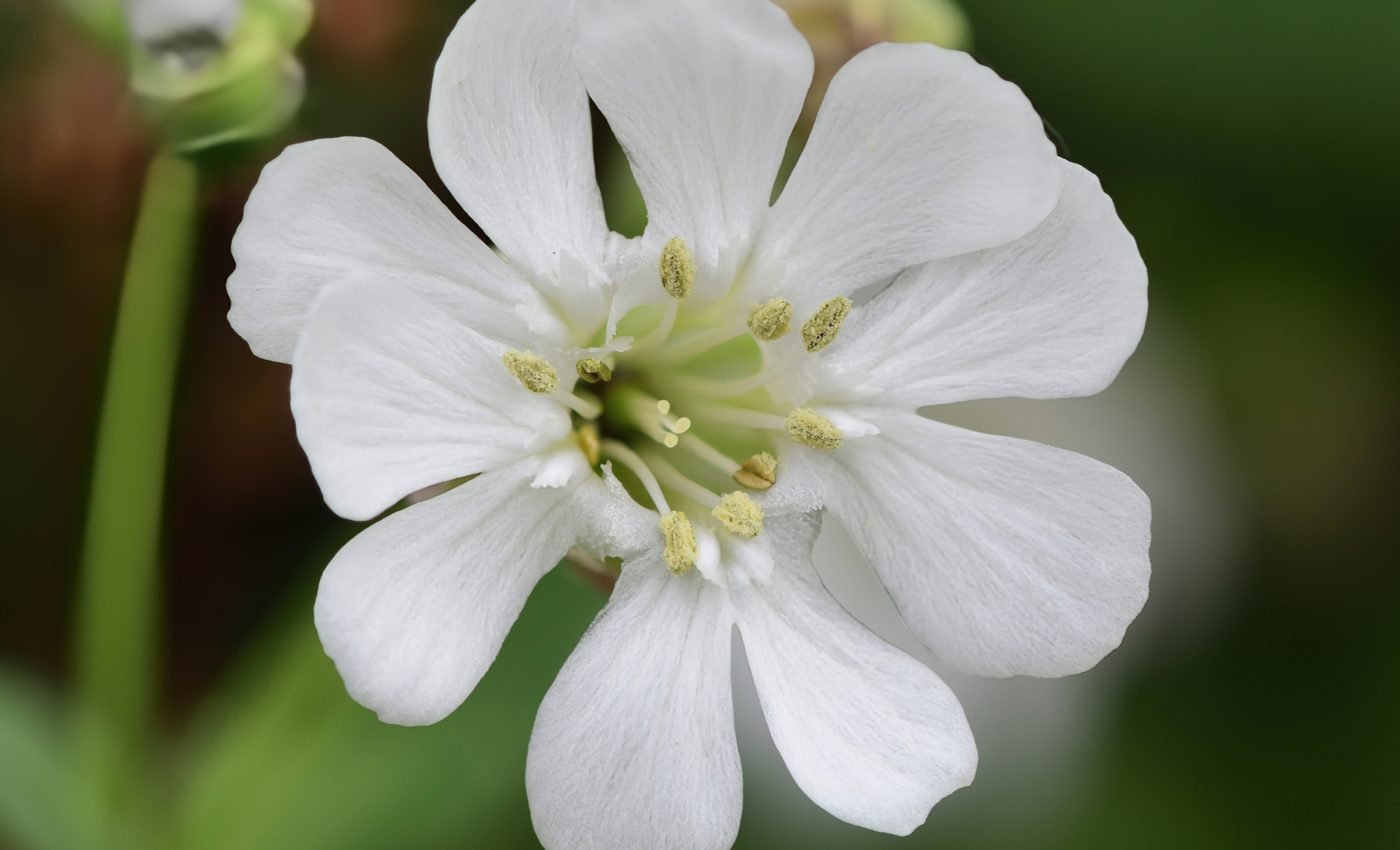 Young plants pay a big price for fighting off disease