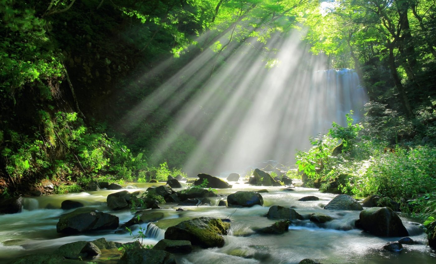 Dead trees in forest streams hold more carbon than expected