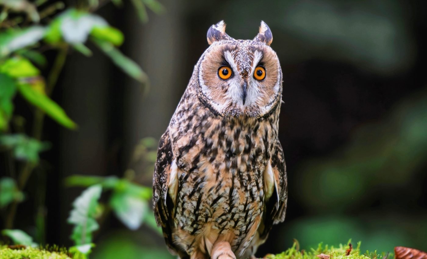Hidden glow in owl feathers reveals biological differences