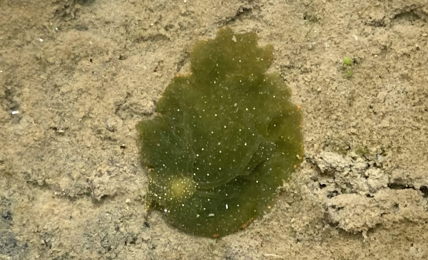 Some sea slugs use sunlight for energy, just like plants