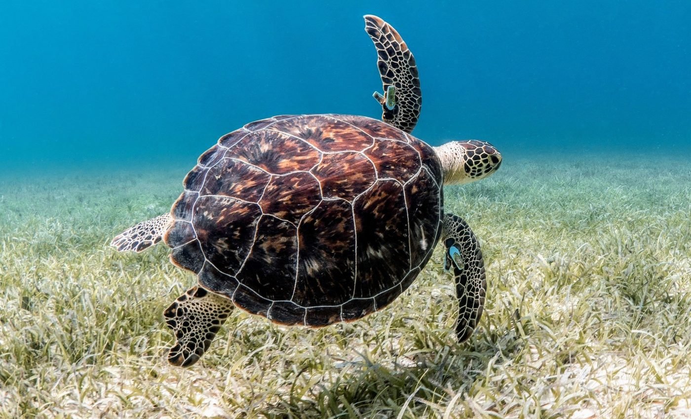 Nature's armor: The hidden strength of sea turtle shells