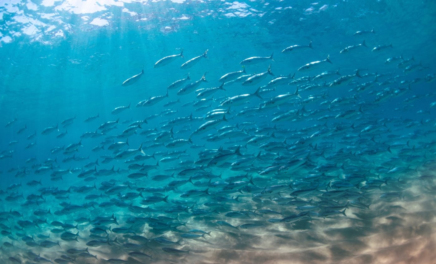 Pharmaceutical pollution changes the behavior of Atlantic salmon