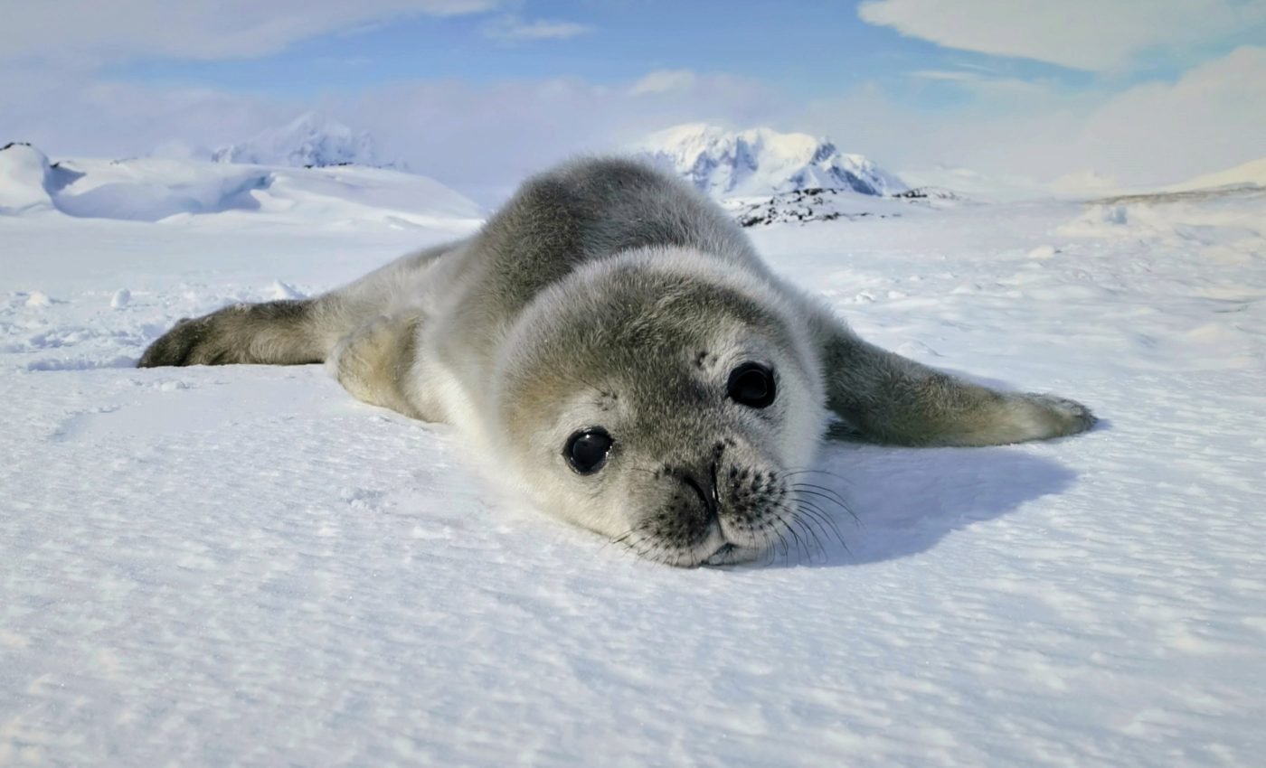 Seal pregnancies reveal clues for treating birth complications