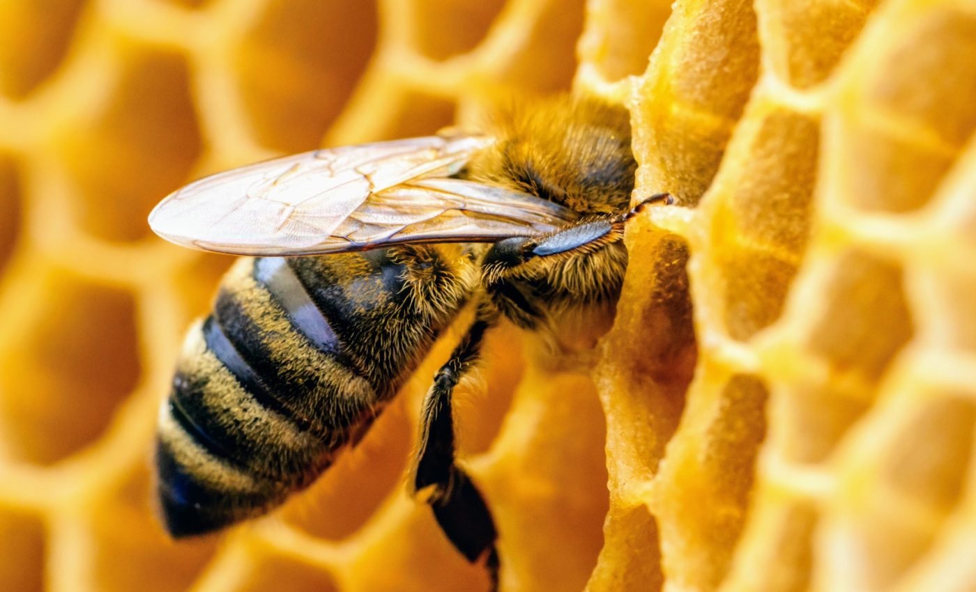 Artificial diet offers hope for saving endangered honey bees