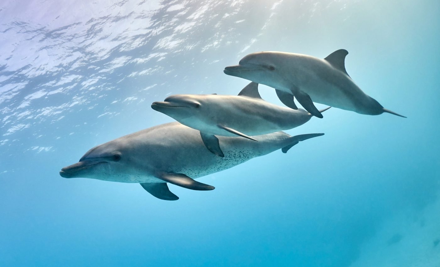 Satellite data could help protect 30% of Atlantic ocean habitats
