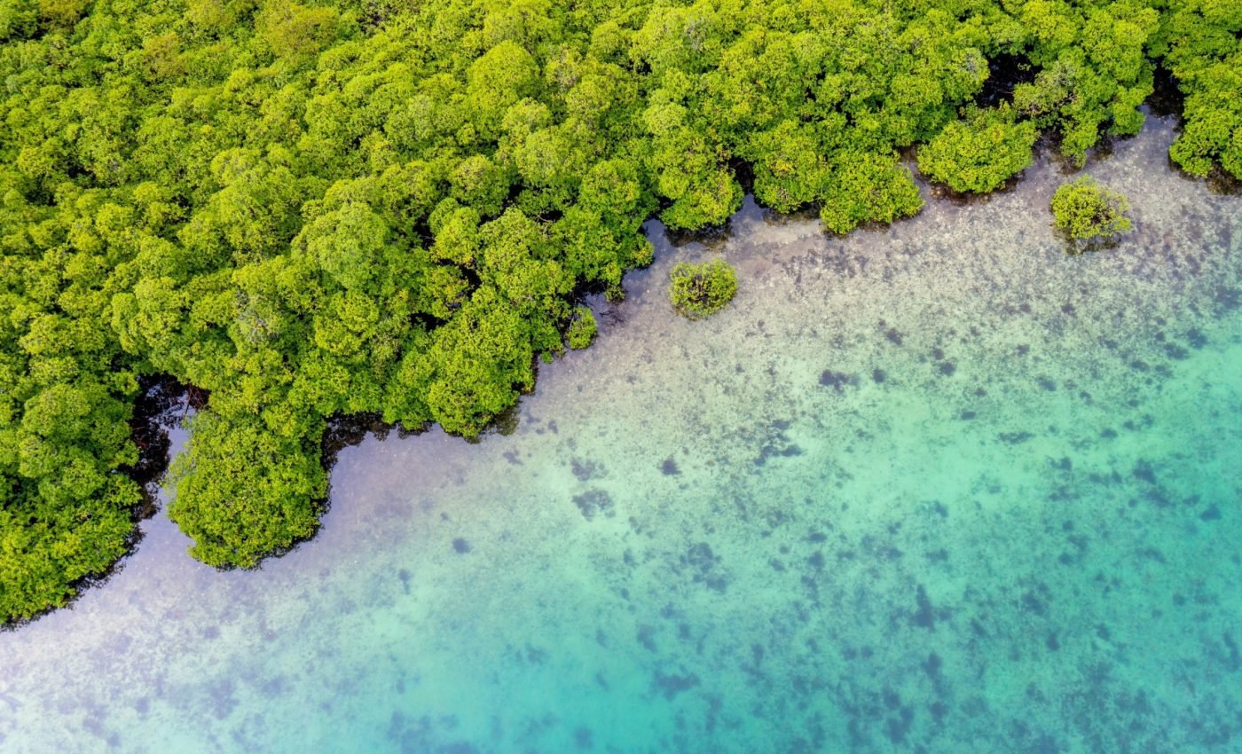 Mangroves help raise hundreds of billions of fish annually