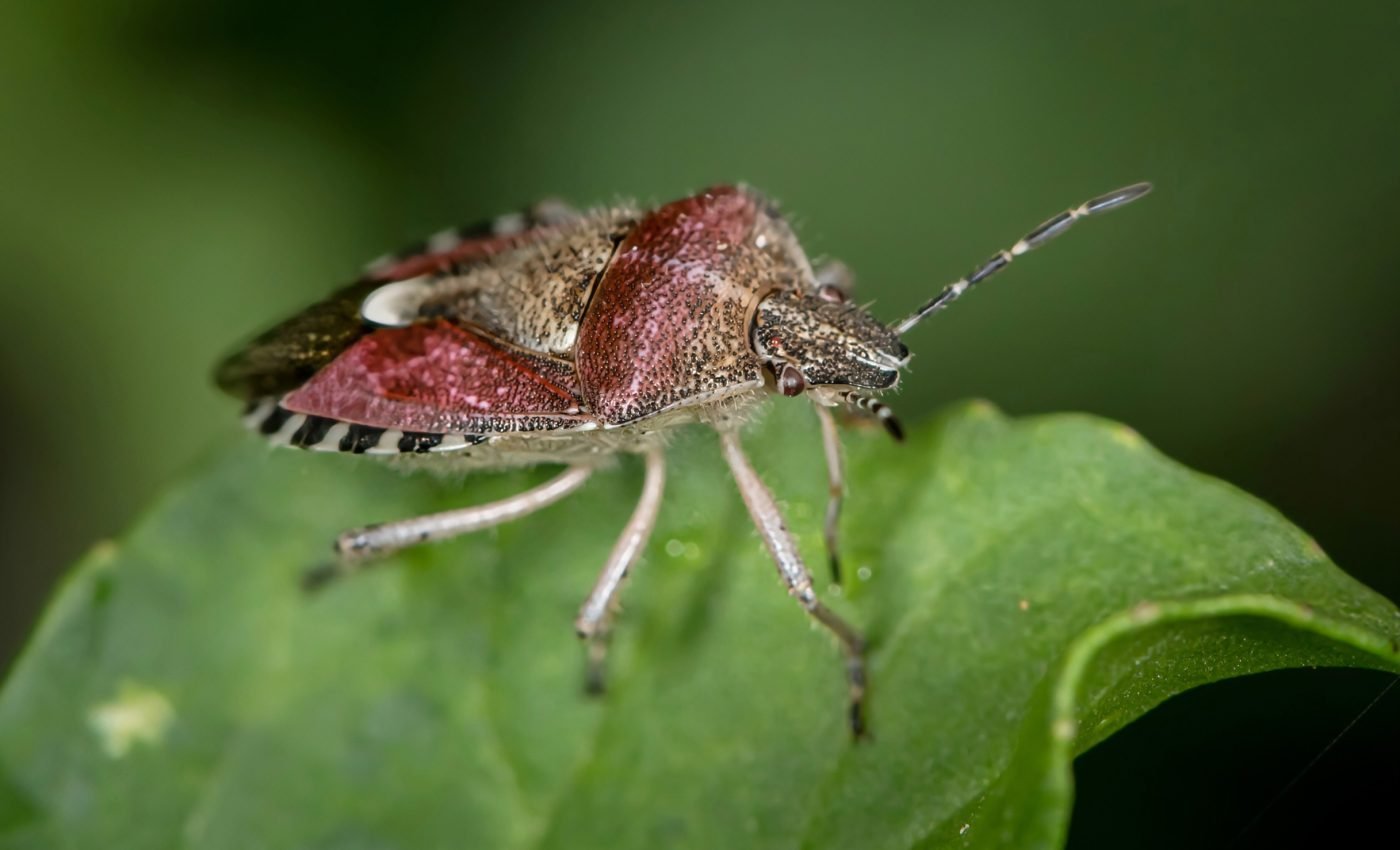 Insects are still disappearing - and there are hundreds of reasons why