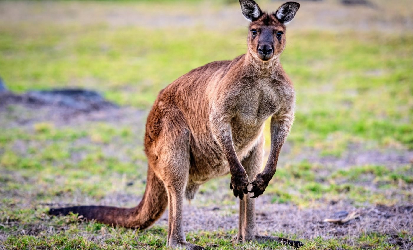 Giant kangaroos died out when rainforests disappeared