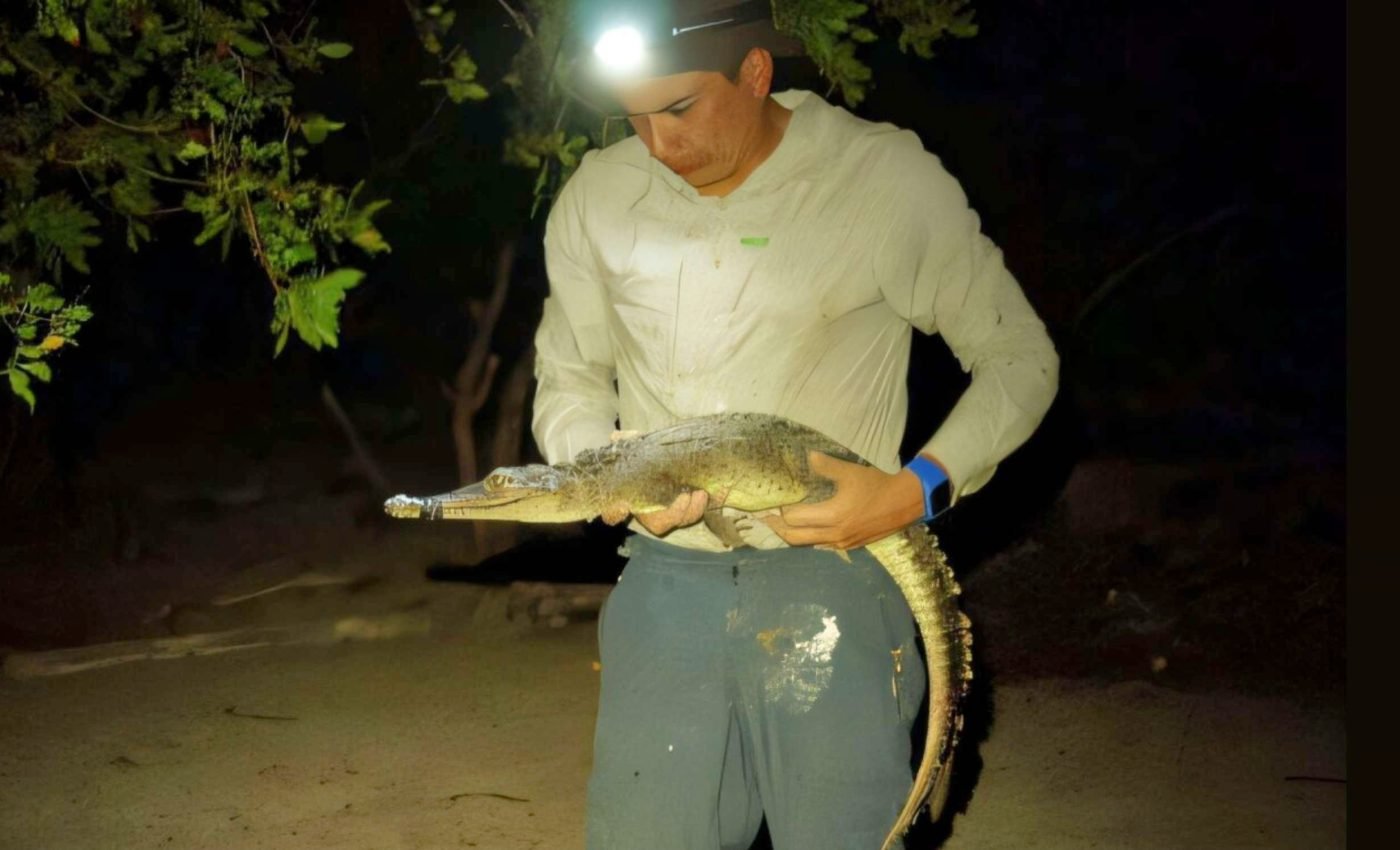 Hidden in isolation: Two new crocodile species found in Mexico