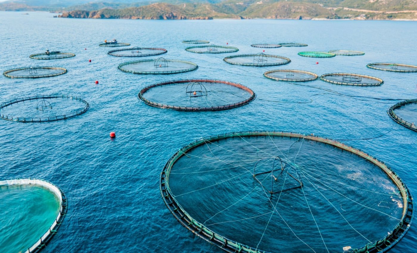 Feeding fish, draining the sea: Fishmeal's global footprint revealed