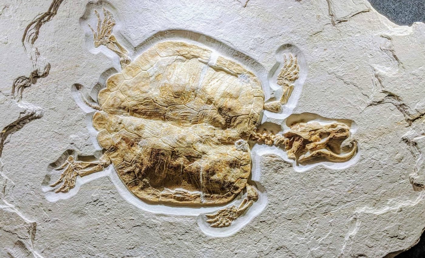 Study reveals why some ancient animals fossilize