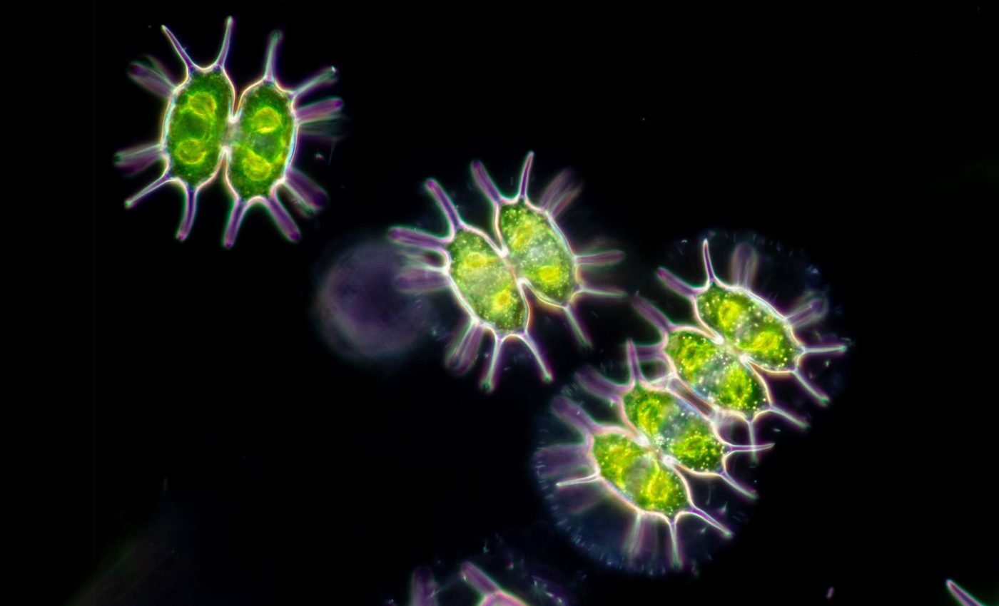 How microorganisms swim without a brain and why it matters
