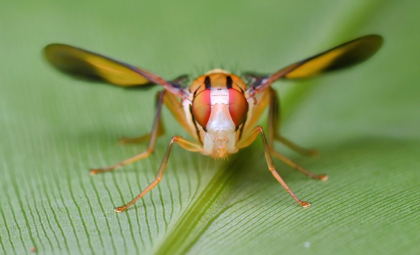 Fruit flies can help us understand cocaine addiction