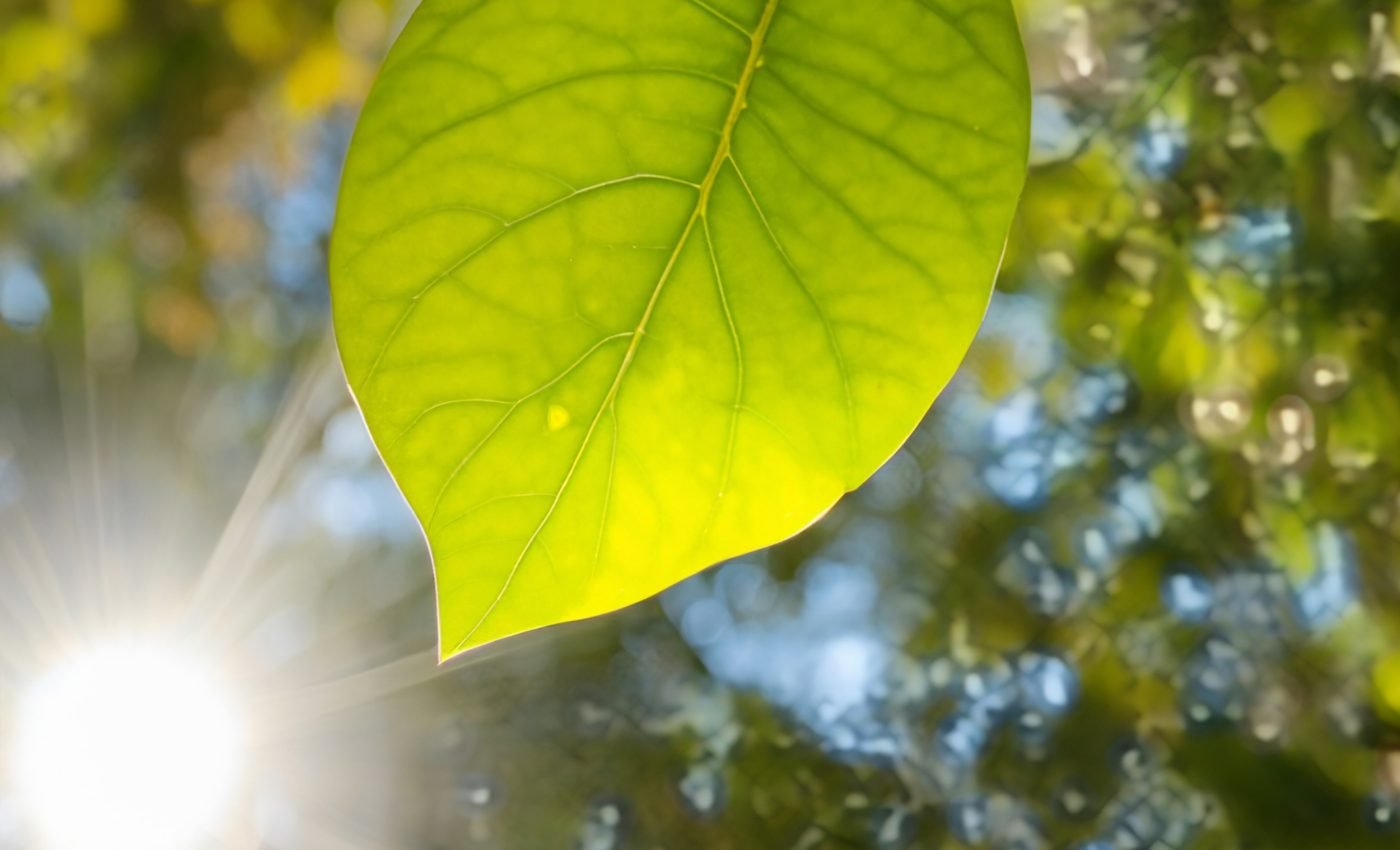 Nanoparticles are threatening the stability of plant cells