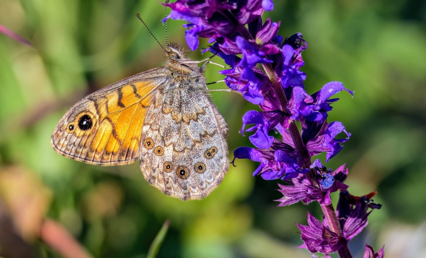 Butterflies can adapt quickly - but evolution has its limits