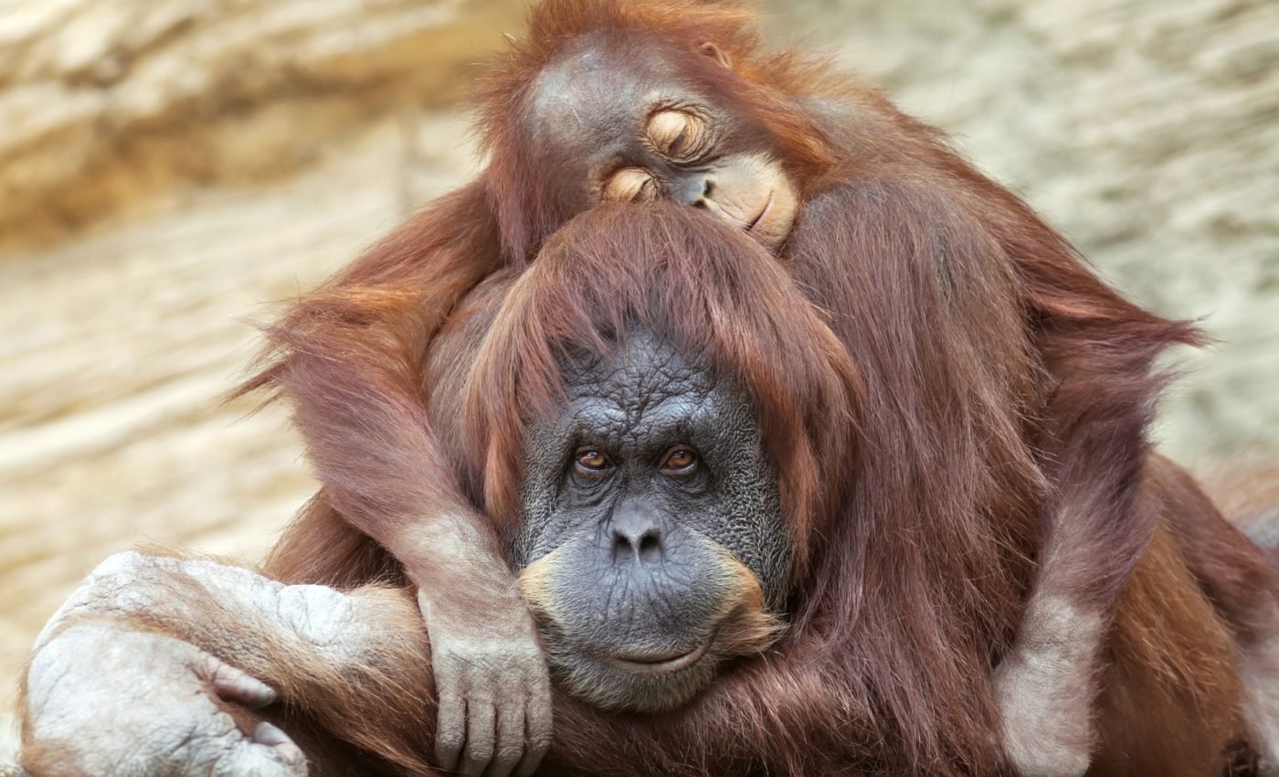 Orangutans manage sleep much like humans do