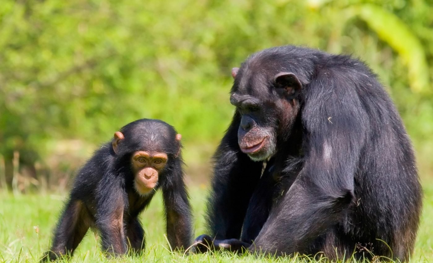 Babies of social chimpanzee mothers are more likely to survive